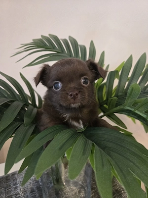 chihuahua hündin langhaar  Bild 2