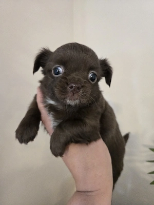 chihuahua hündin langhaar 
