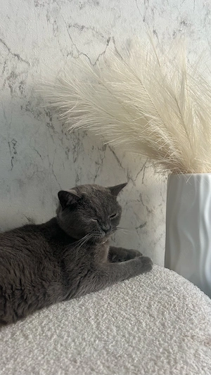    Liebevolle Katze abzugeben   3 Jahre, weiblich