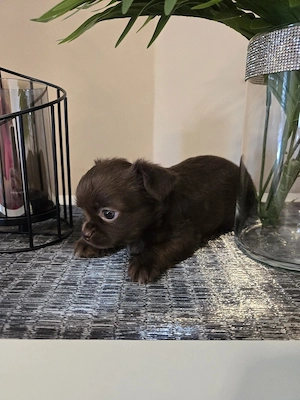 chihuahua hündin langhaar  Bild 4