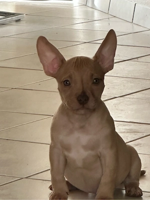 American Pocket Bully Merle Hündin 9 wochen alt