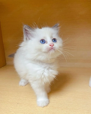 Ragdoll-Kätzchen