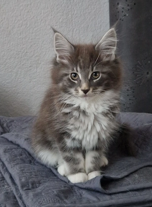Super süße reinrassige Maine Coon Kitten 