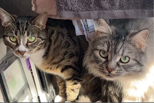 katzenpärchen  