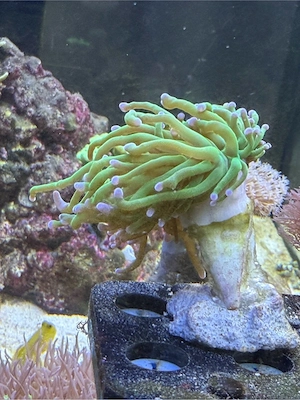 Euphyllia toxic green