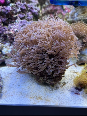 orgelkoralle gross