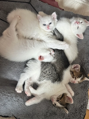 baby kitten