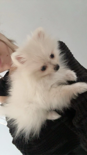 Pomeranien Zwergspitz Welpen Bild 2