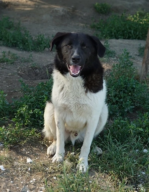Cap, geb. ca. 06 2024, lebt in GRIECHENLAND, im städt. Tierheim Serres Bild 8