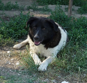 Cap, geb. ca. 06 2024, lebt in GRIECHENLAND, im städt. Tierheim Serres Bild 9
