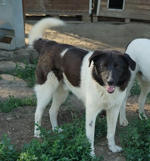 Cap, geb. ca. 06 2024, lebt in GRIECHENLAND, im städt. Tierheim Serres Bild 5