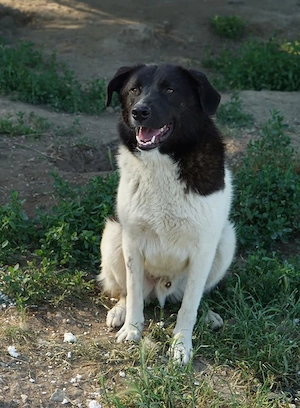 Cap, geb. ca. 06 2024, lebt in GRIECHENLAND, im städt. Tierheim Serres Bild 7