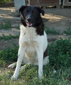 Cap, geb. ca. 06 2024, lebt in GRIECHENLAND, im städt. Tierheim Serres Bild 10