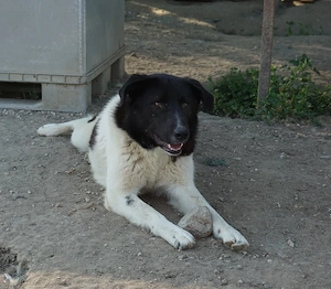 Cap, geb. ca. 06 2024, lebt in GRIECHENLAND, im städt. Tierheim Serres Bild 2