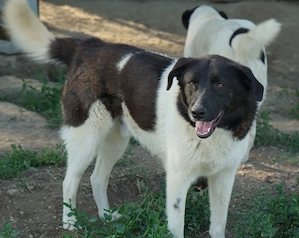 Cap, geb. ca. 06 2024, lebt in GRIECHENLAND, im städt. Tierheim Serres Bild 6