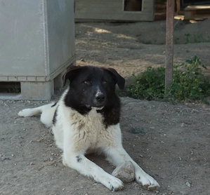 Cap, geb. ca. 06 2024, lebt in GRIECHENLAND, im städt. Tierheim Serres Bild 3