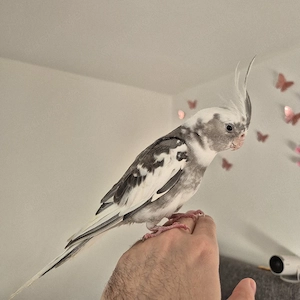 Nymphensittich Handzahm Hahn