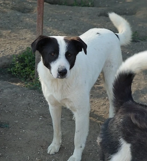 Capper, geb. ca. 06 2024, lebt in GRIECHENLAND, im städt. Tierheim Serres Bild 6