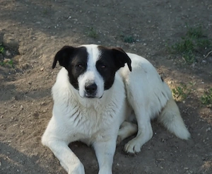 Capper, geb. ca. 06 2024, lebt in GRIECHENLAND, im städt. Tierheim Serres Bild 5