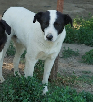 Capper, geb. ca. 06 2024, lebt in GRIECHENLAND, im städt. Tierheim Serres Bild 9
