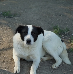 Capper, geb. ca. 06 2024, lebt in GRIECHENLAND, im städt. Tierheim Serres Bild 3