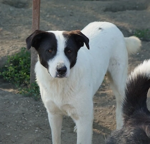 Capper, geb. ca. 06 2024, lebt in GRIECHENLAND, im städt. Tierheim Serres Bild 7