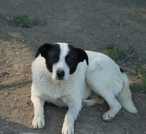Capper, geb. ca. 06 2024, lebt in GRIECHENLAND, im städt. Tierheim Serres Bild 2