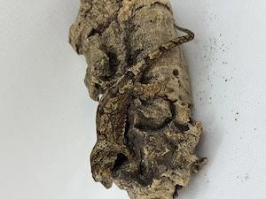 1.0 Mniarogekko chahoua Pine Island White collar 