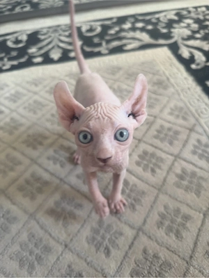 Sphynx Elf Baby Kitten Bild 5