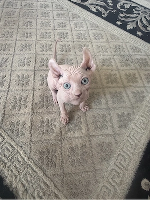 Sphynx Elf Baby Kitten Bild 4