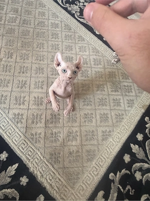 Sphynx Elf Baby Kitten Bild 3