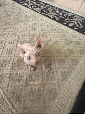Sphynx Elf Baby Kitten Bild 2