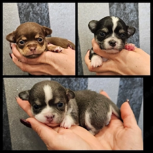 Chihuahua Welpen schoko tan, blue, Black 