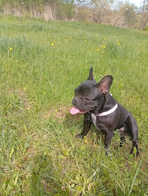 Hallöchen wir Verkaufen unsere französische bulldoggen Welpen 