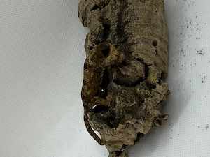 0.1 Mniarogekko chahoua Pine Island White collar 