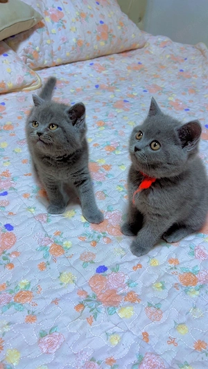 baby Katze BKH 