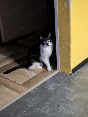 Katze abzugeben 