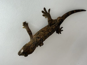 1.0 Mniarogekko chahoua Pine Island