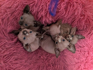 Sphynx Kitten