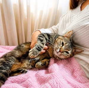 Lola Verschmustes Tigermädel sucht liebevolle Familie