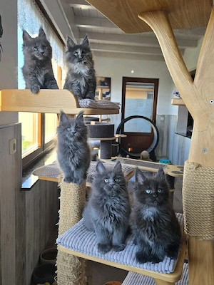 Wunderschöne Maine Coon Kitten suchen ein liebevolles Zuhause   