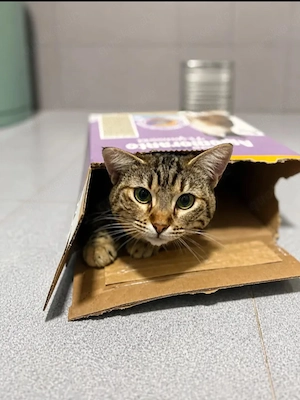 Lola Verschmustes Tigermädel sucht liebevolle Familie