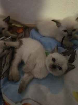 Reinrassige wunderschöne Siam Kitten 