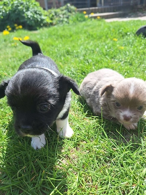 reinrassiger schwarzer Chihuahua Welpe sucht ein neues Zuhause