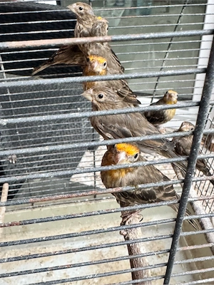 Karminggimpel 