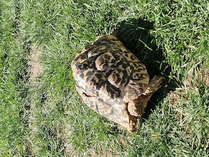 Pantherschildkröten Bild 2