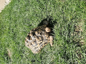 Pantherschildkröten Bild 1