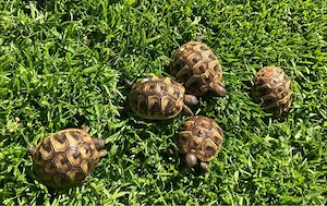 Griechische Landschildkröten THB von 2025