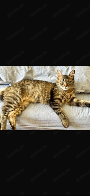 junger kater sucht zuhause 