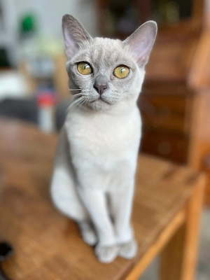 Burma Katze